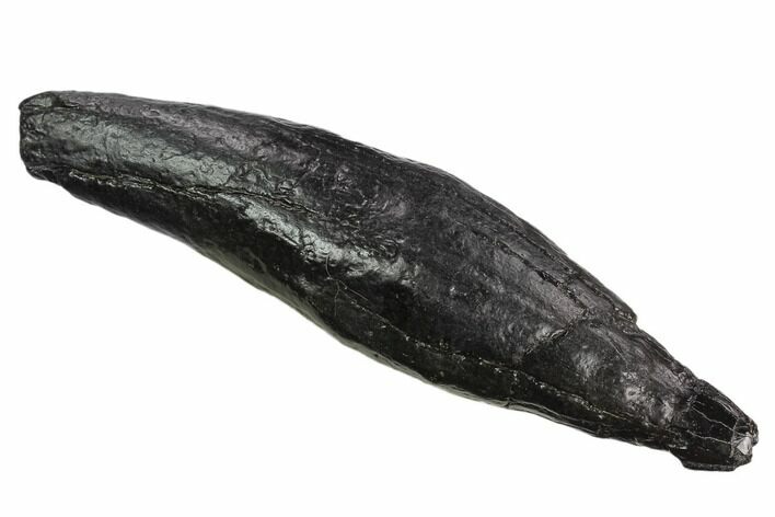 Huge, Fossil Sperm Whale (Scaldicetus) Tooth #130177